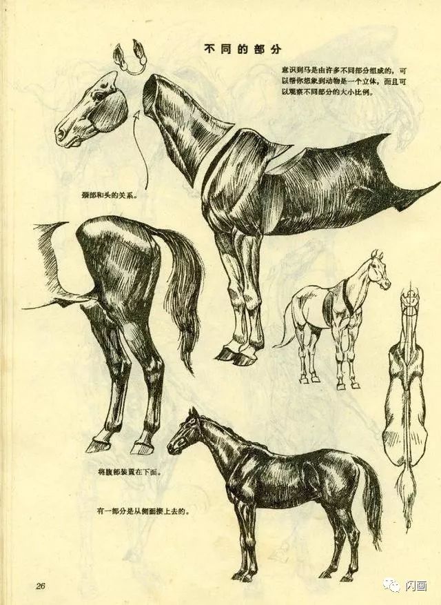 各种动物的结构画法