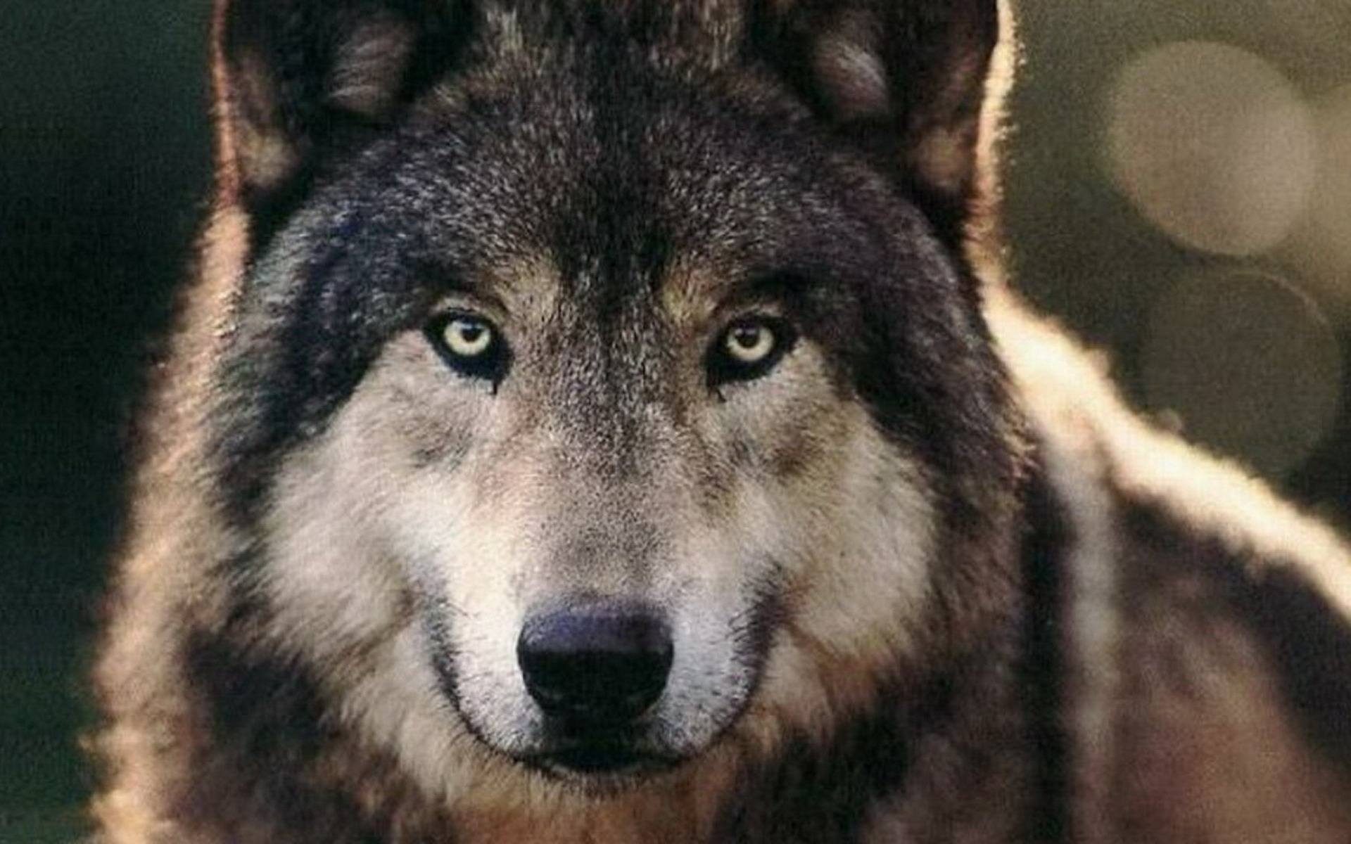 cry是哭,wolf是狼,cry wolf为什么不是哭泣的狼?