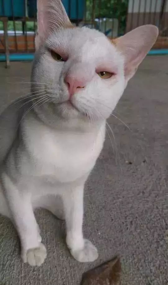 惹谁也别惹蜜蜂这些被蜜蜂蛰过的猫主子真的是又心疼又忍不住想笑