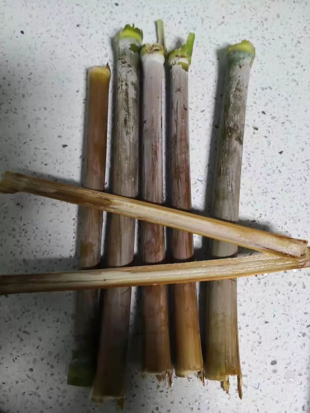 金山人,今年你吃过甜芦粟了吗?_朋友