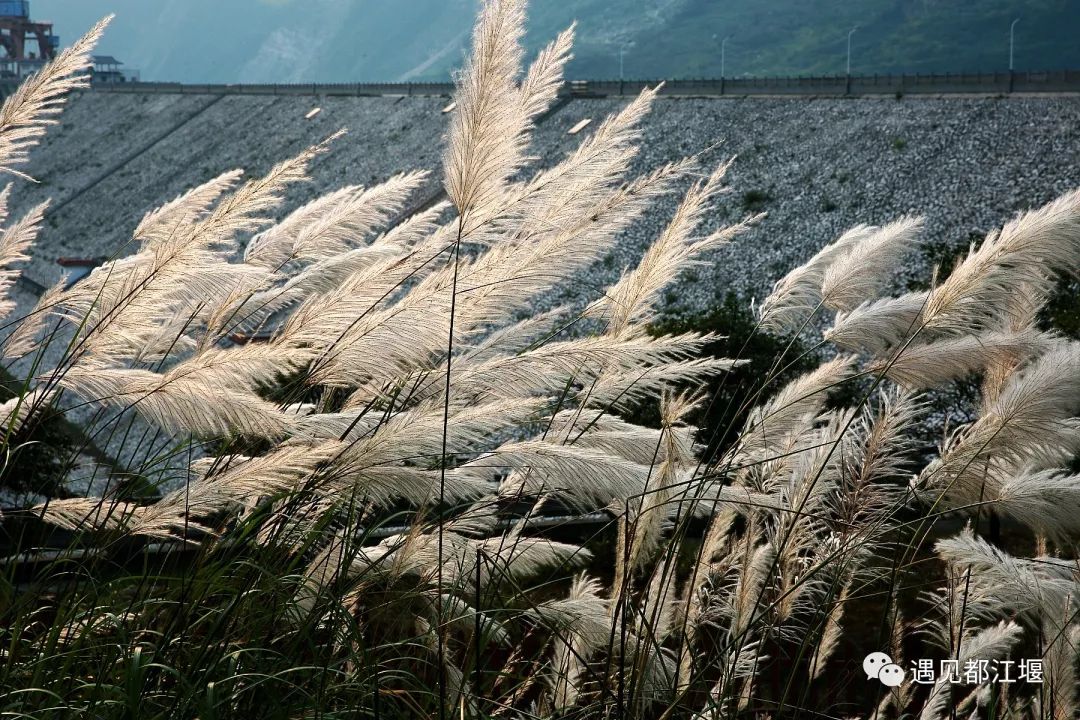 你瞧那一片飘摇的白又来了美到溢屏