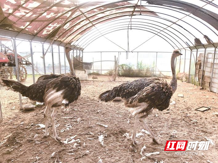 长沙县动物消暑各显神通