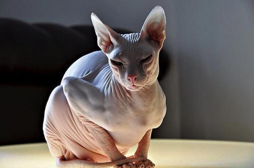 世界上最丑的猫——斯芬克斯猫