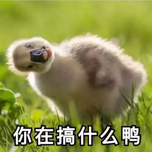 表情包丨哈哈哈先笑为敬