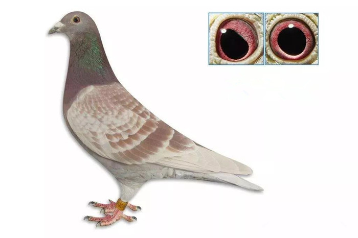 极品种鸽马克罗森斯怪眼魔森