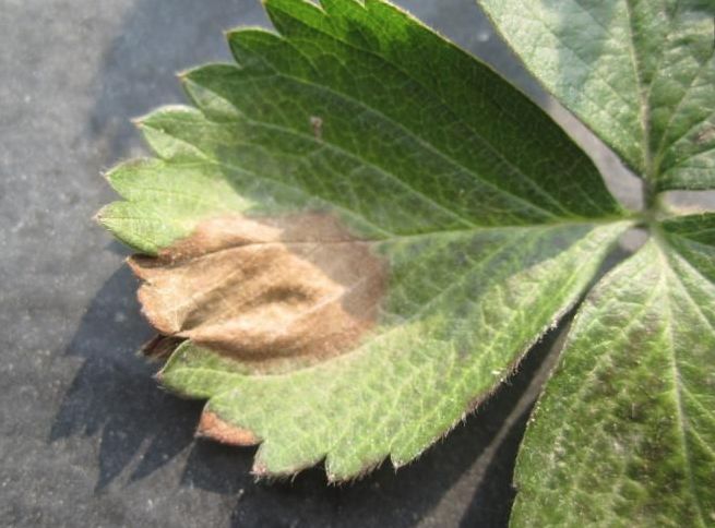 5 青枯病发生规律:草莓青枯病多见于夏季高温时的育苗圃及栽植初期.