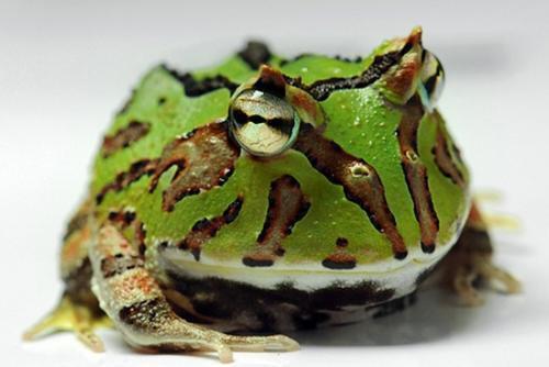 外形可爱的新宠物绿角蛙
