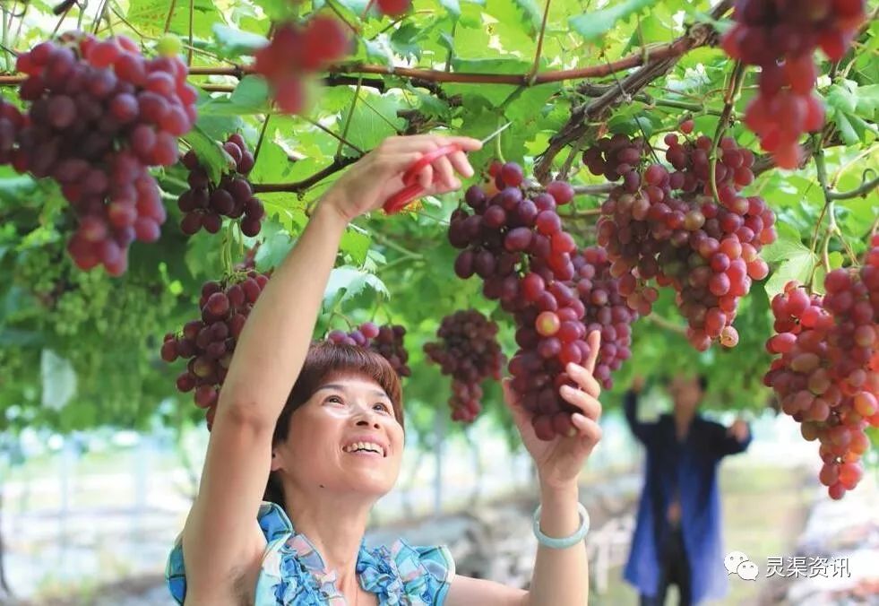 段园镇葡萄节图片