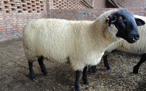 世界最贵的羊英国苏格兰的一只特克塞尔公羊价值347000美元