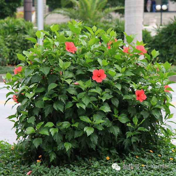 大红花又叫扶桑,朱槿,常绿观花灌木,喜阳,不耐阴,喜温暖湿润,不耐寒.