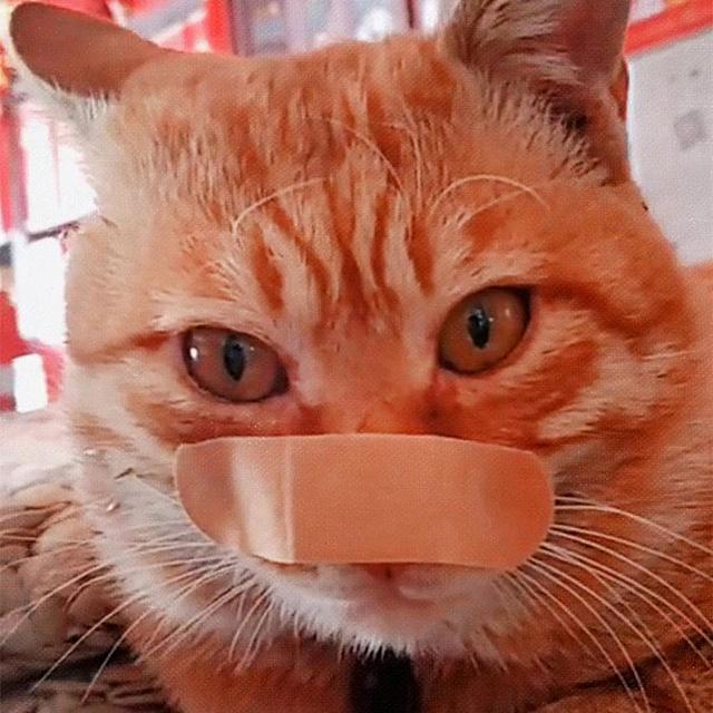 原创胖橘因破相无颜见他猫抑郁后体重狂掉十斤主人无奈制作猫假面