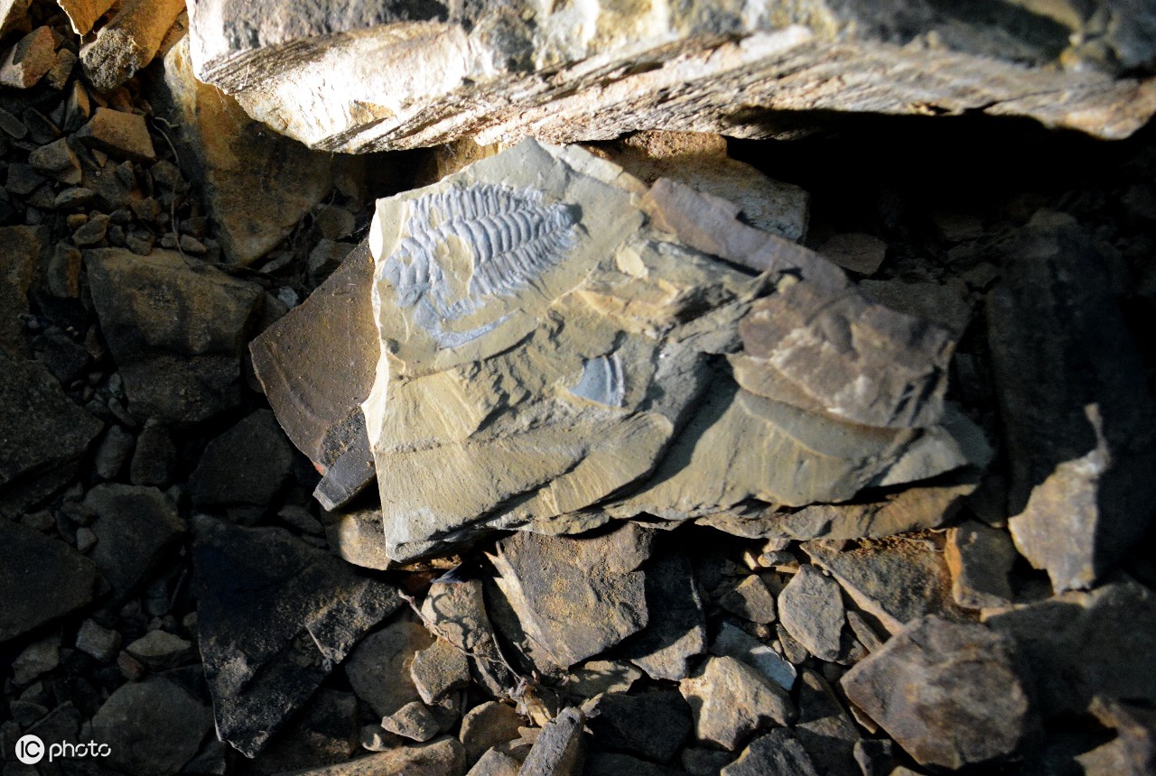 昆明市澄江化石遗址中的三叶虫化石遗迹