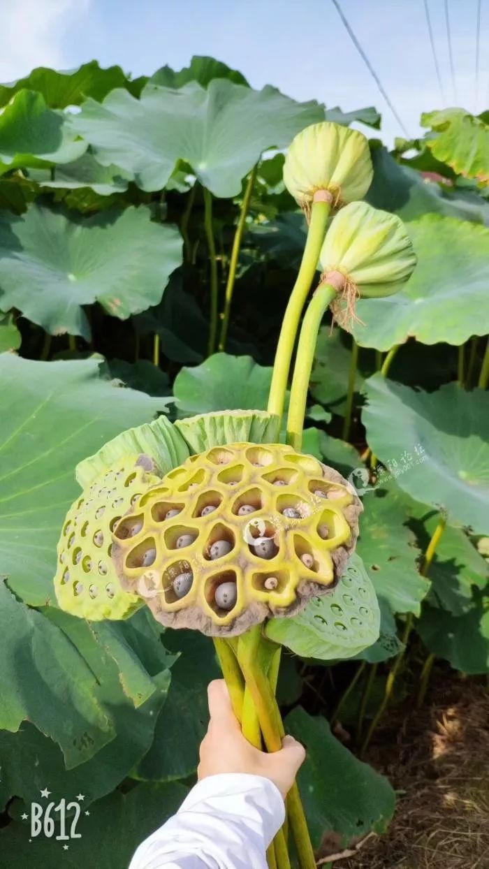 溧阳一车库惊现1米多长蛇皮弃婴公告赏荷花采莲蓬溧阳人家饱口福