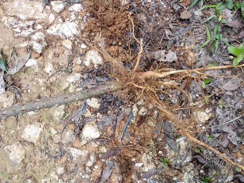 其次就是椿叶花椒的树干上长满了鼓钉状的刺(如图),这可比花椒树危险