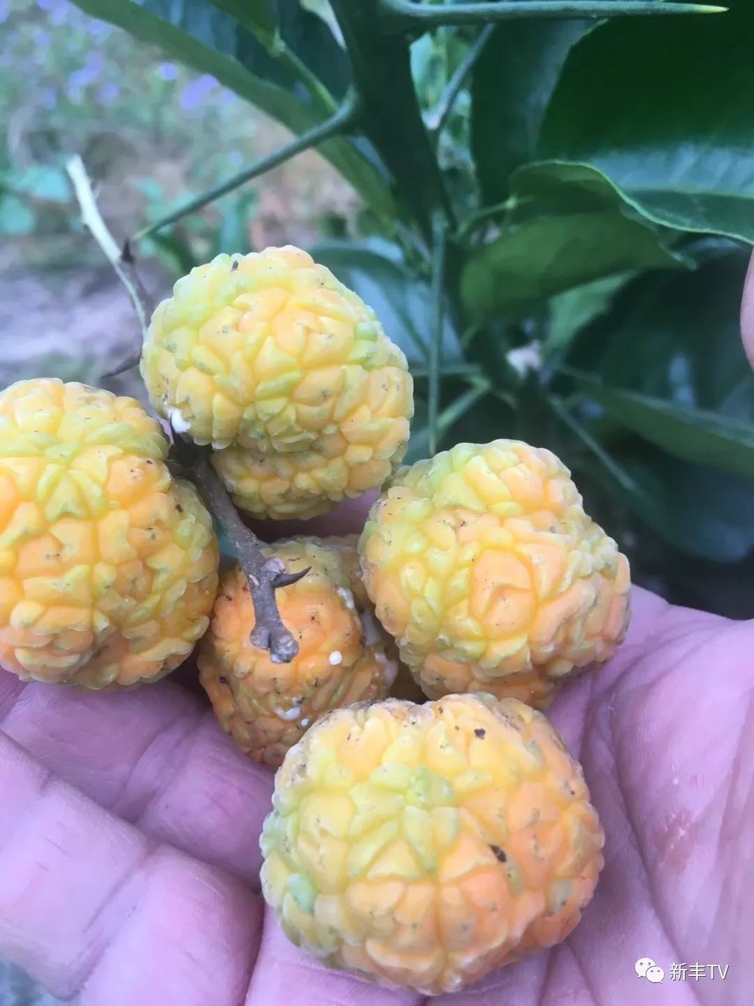 新丰文义村百里碧道蜿蜒曲折万千乡愁绵绵不绝