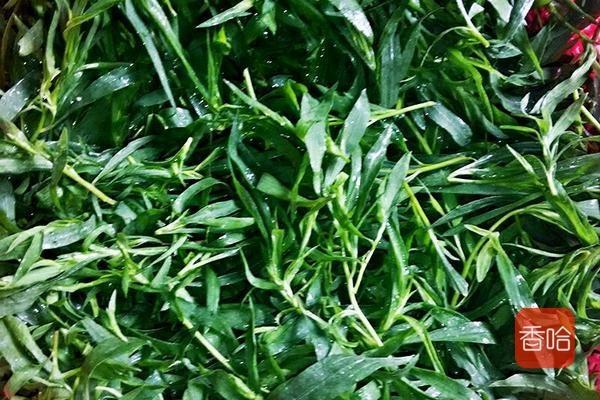 这菜全身上下都是宝,每年房前屋后撒一点,来年一大片,特别好吃_野菜