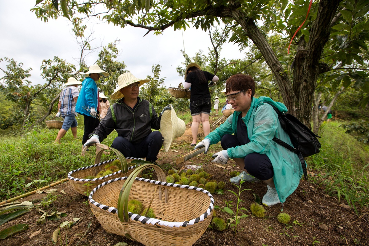 打板栗,赏秋景 | 冰火串线精致两日游!
