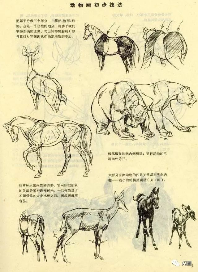 各种动物的结构画法