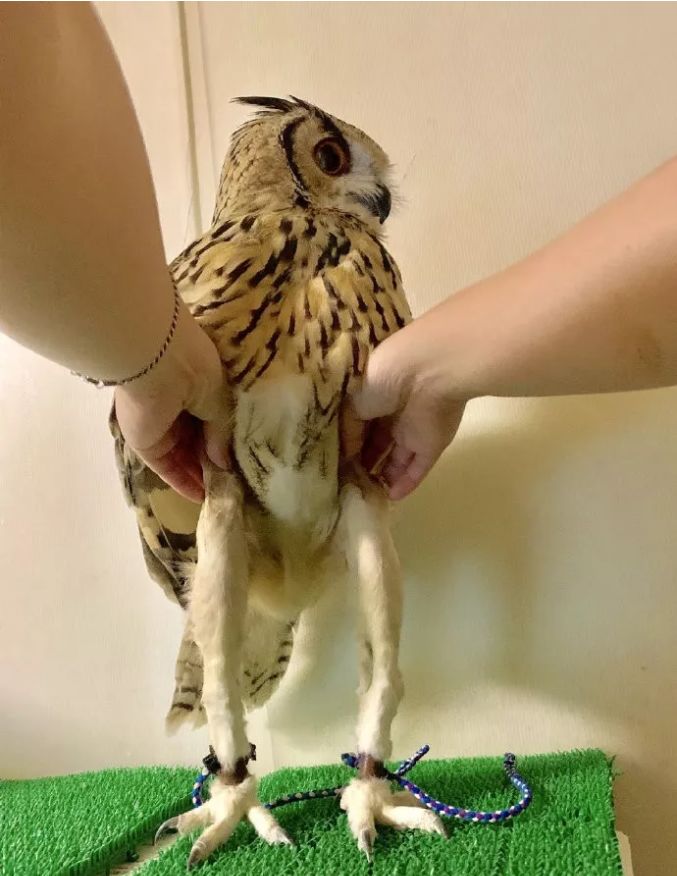 猫头鹰的脚居然这么长