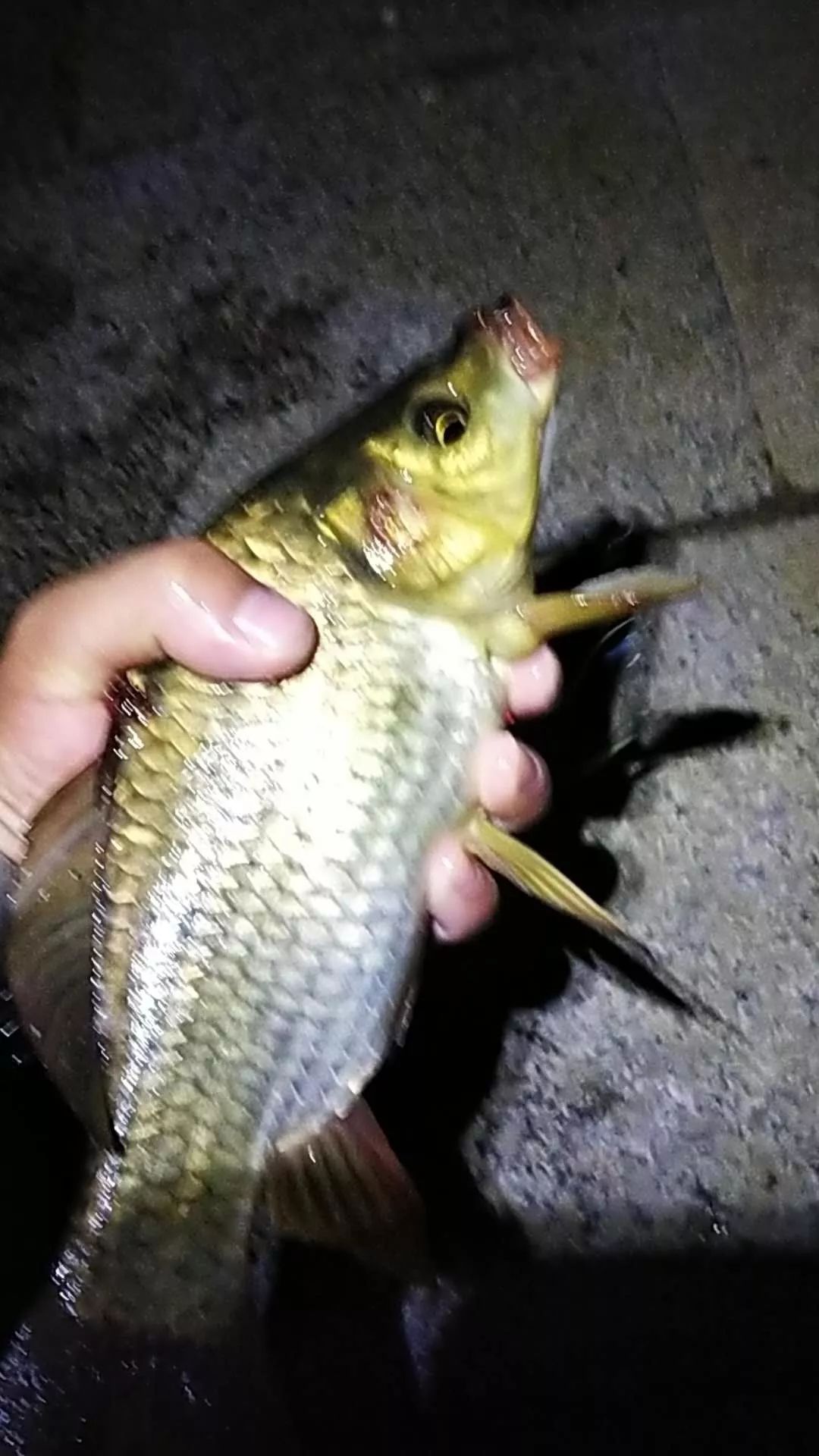 一款是鲤先生-巨鲤2#,这是一款鲜腥,酸甜,酵香的饵料,适口性佳.