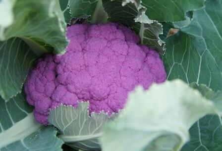 兰花紫色西兰花里还含有蛋白质,碳水化合物,脂肪,维生素c和胡萝卜素等