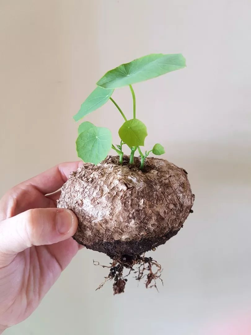 千金藤养成盆栽特可爱长着乌龟般的块茎在农村都是用来入药的