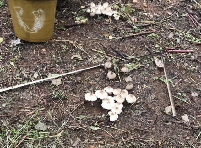 菌生三团显菌界奇观女子见自家田园鸡枞簇拥生长遍地绽放