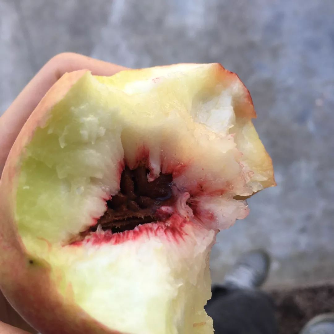 湄潭县副县长邀您品黄家坝清水秋蜜桃,共同助力遵品入沪!_桃子