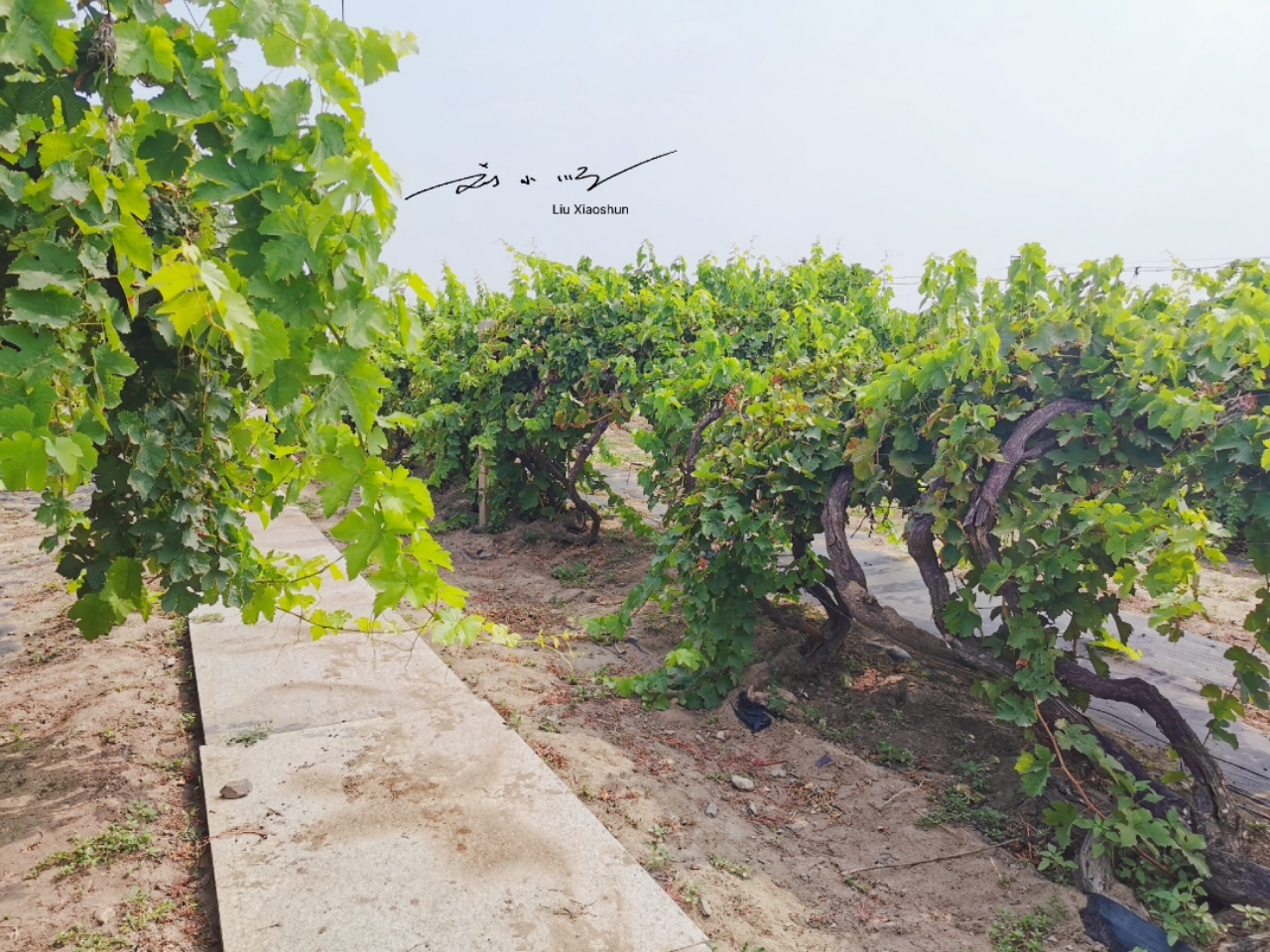 百年老藤",要不是亲眼所见,我还真的不知道葡萄树居然可以活这么长