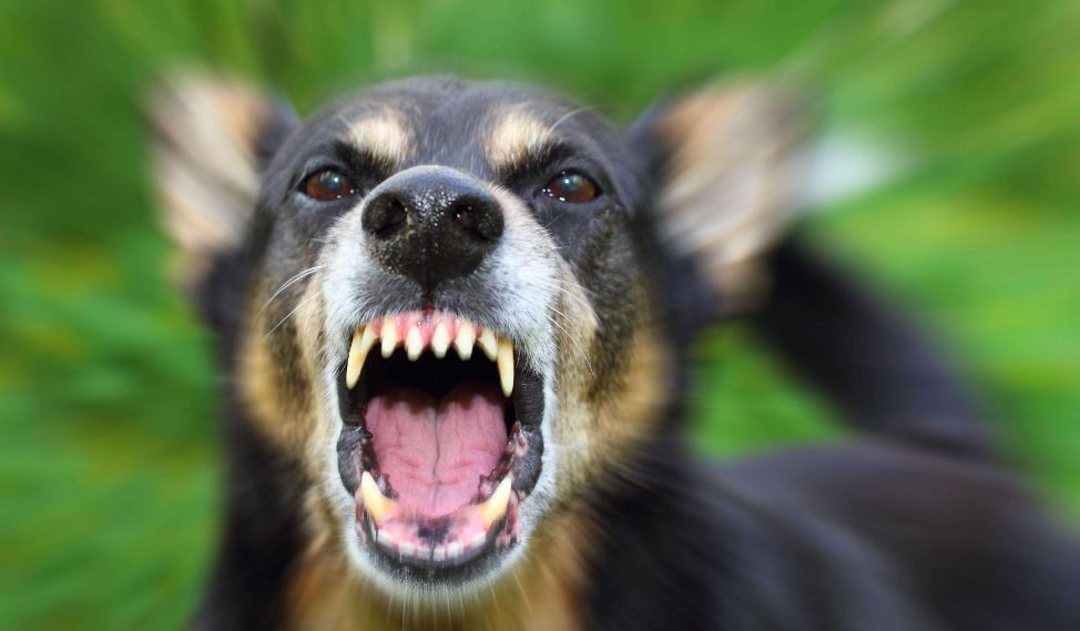 瘋狗咬人事件時有發生天氣炎熱,犬類動物極易煩躁,平時溫順的家犬有時