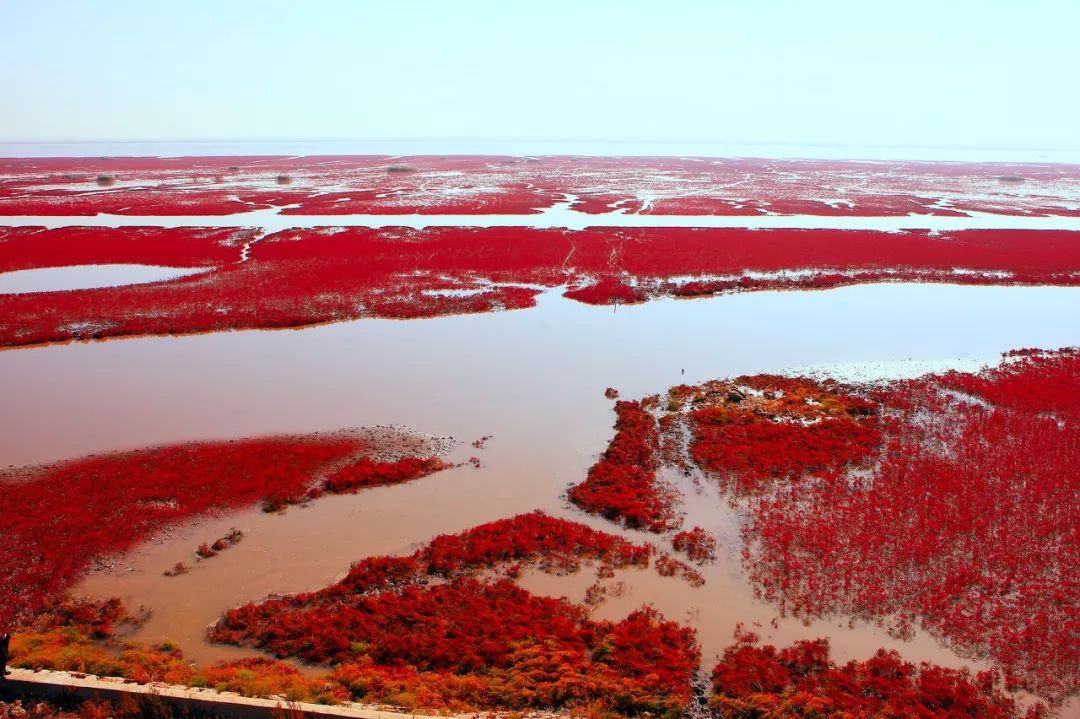 中国独一无二的血色海洋一年只红一次
