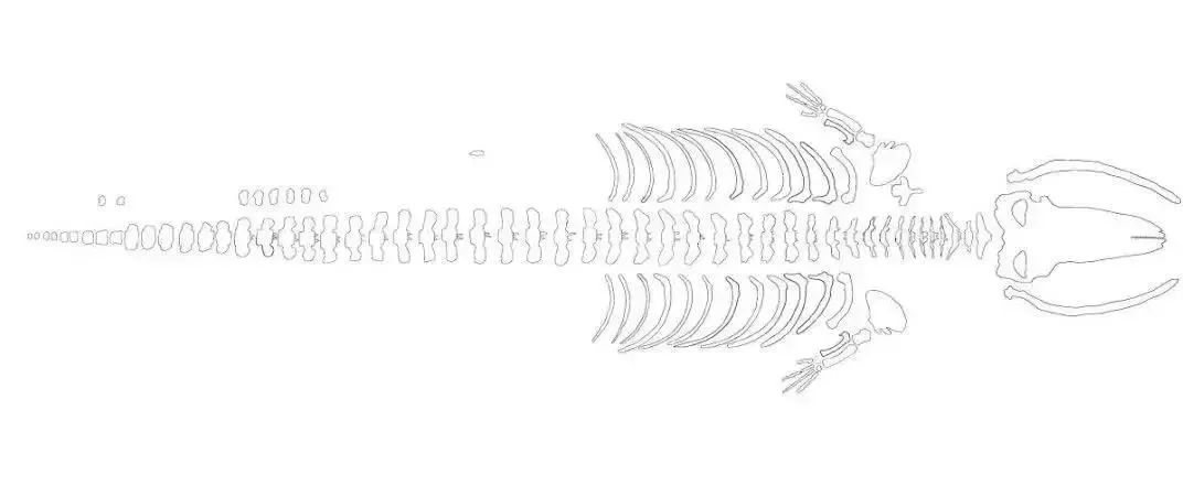 鲸鱼骨骼结构图手绘图片