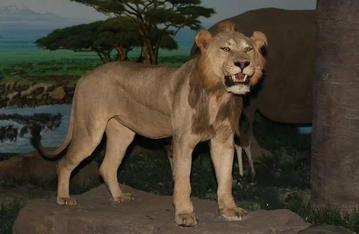 四只年轻力壮的狮子,在夜里吃完最后一餐后,离开了这个世界