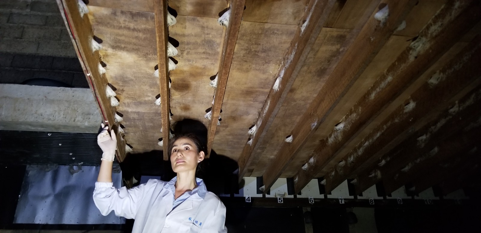 燕窝为什么有霉味分分钟教会你怎么用鼻子辨别真假燕窝