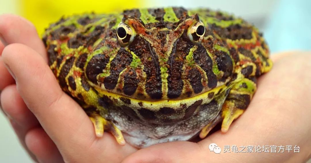 如何饲养一只钟角蛙