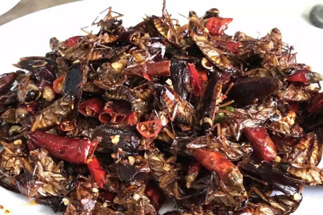 为什么会有蟑螂这种反人类的动物出现