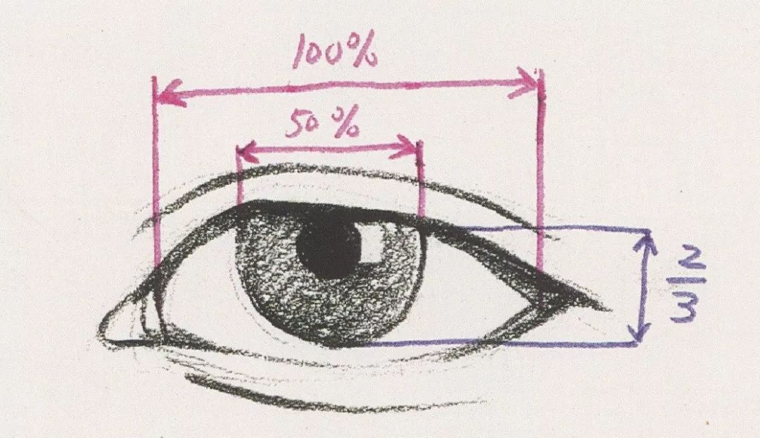 速写眼睛结构图图片