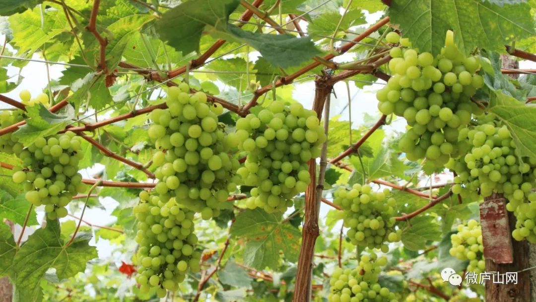 一串串晶莹剔透的葡萄正向你招手婀娜多姿的葡萄树上自然是摘葡萄啦