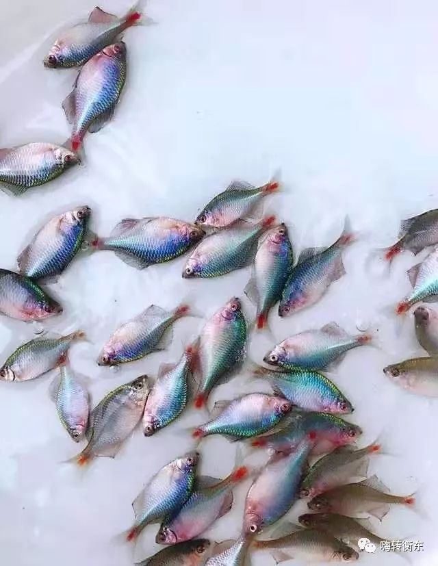 在衡东农村有种鱼曾经无人问津如今却很值钱