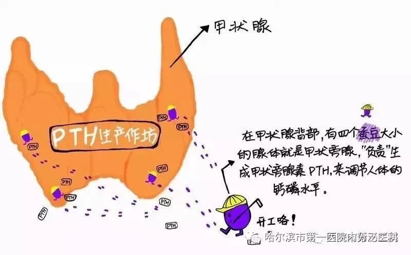 那么"甲状旁腺功能减退症"到底是一种什么疾病呢,下面小编就带大家一