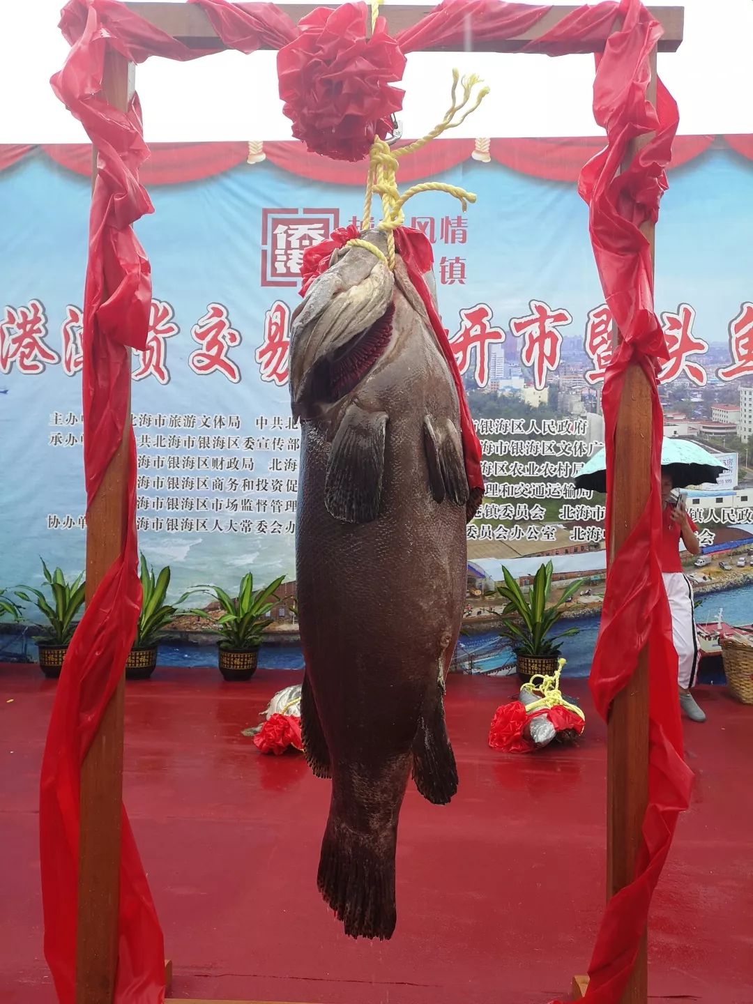 2019年北海"鱼王"诞生!