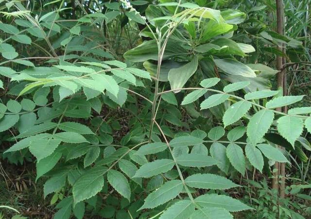 农村的咬人树,碰到得念咒语"你是七,我是八,左手拿刀右手杀"