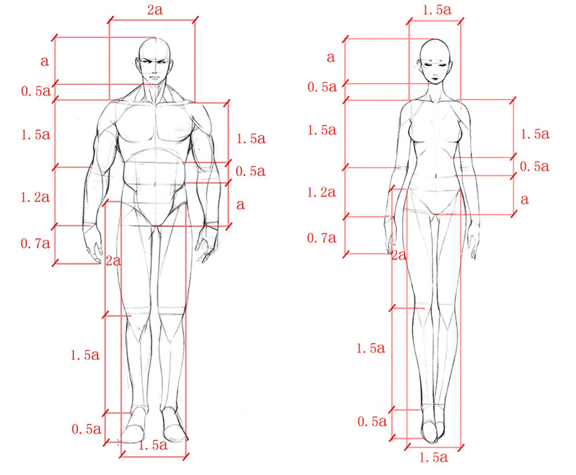 美术人体构造示意图图片