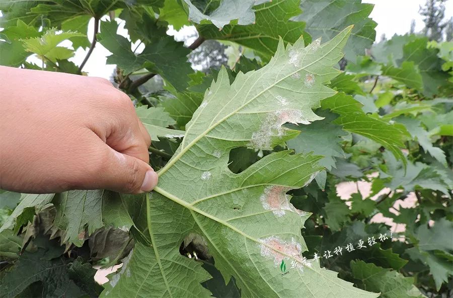 是什么把葡萄霜霉病的菌丝打倒了