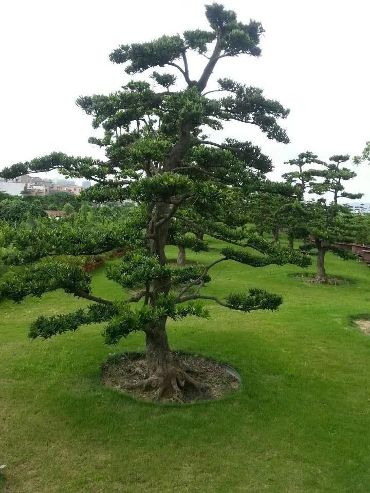 日本罗汉松小苗的养护与园林应用