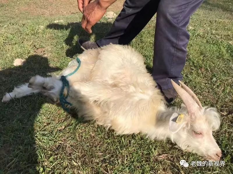 拍摄一个抓山羊的环节峡谷上有山居人家.