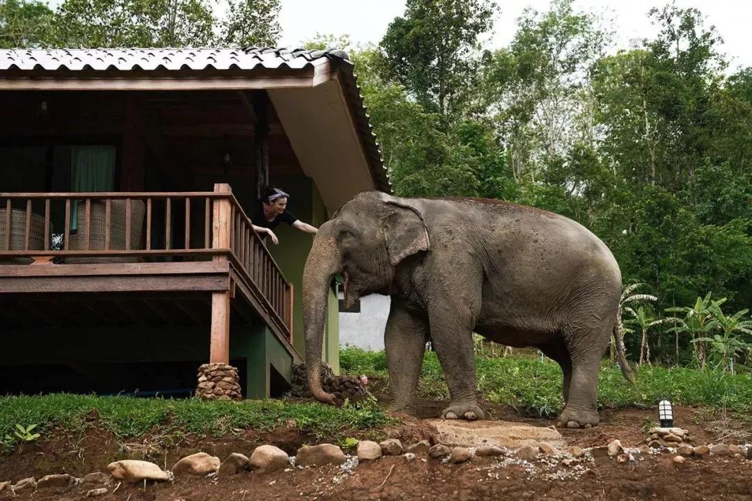 把大象当宠物的民宿提前两个月订不到房