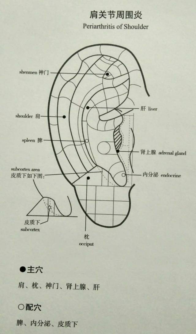 最全中醫耳診名師筆記總結全部乾貨