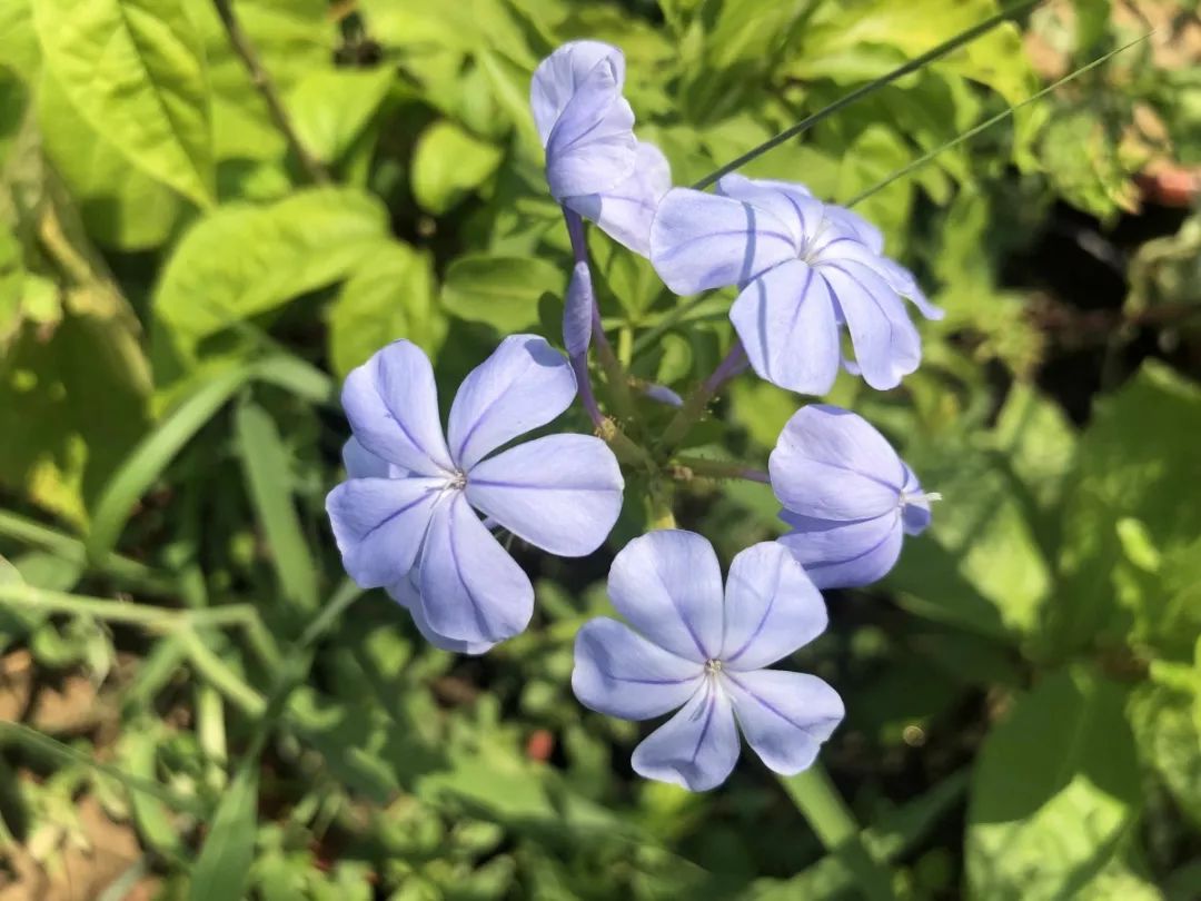 西浦草木(一百七十)——蓝花丹