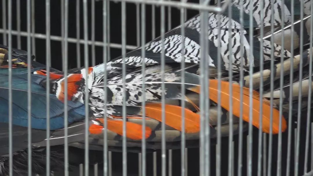 母鸡孵出野鸡你说稀奇不稀奇